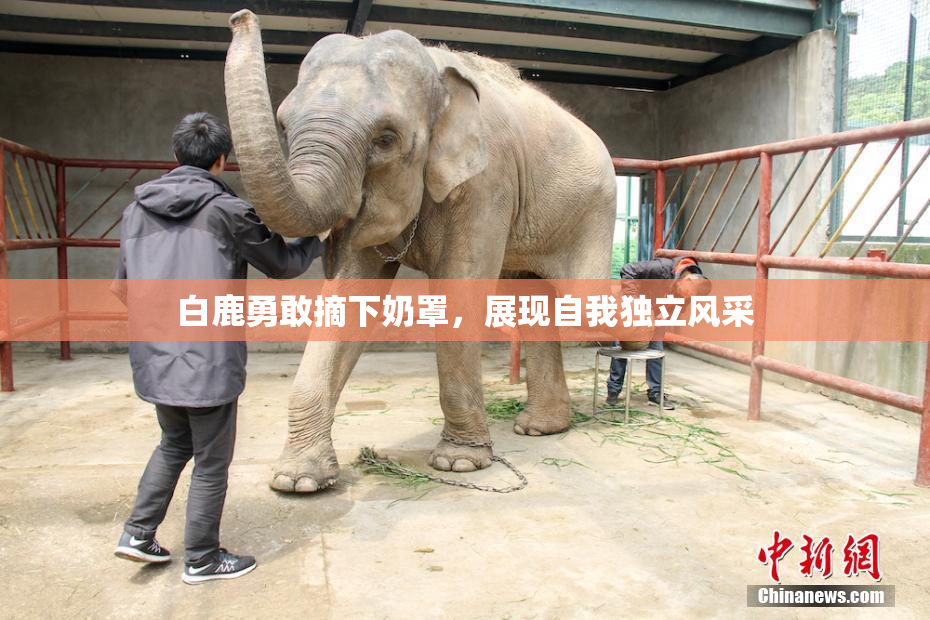 白鹿勇敢摘下奶罩，展现自我独立风采