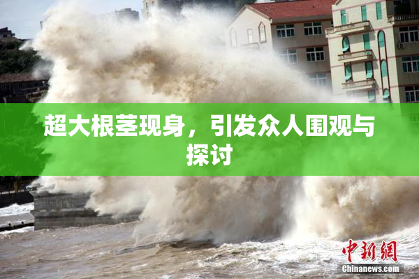 超大根茎现身，引发众人围观与探讨