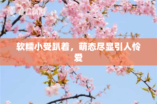 软糯小受趴着，萌态尽显引人怜爱