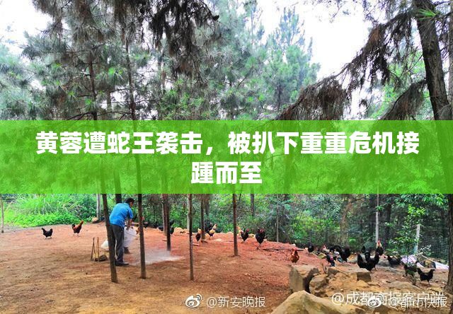 黄蓉遭蛇王袭击，被扒下重重危机接踵而至