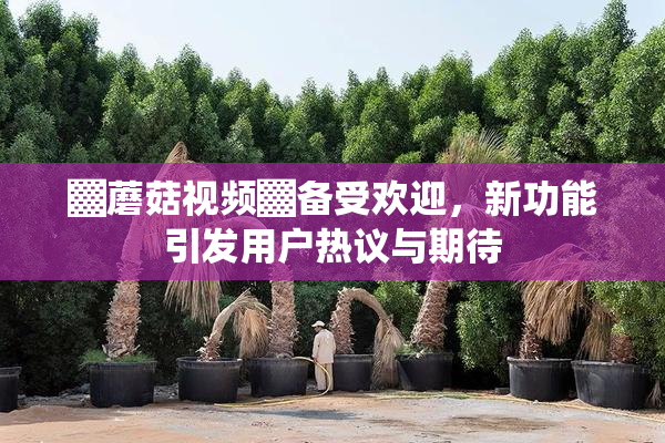 ▓蘑菇视频▓备受欢迎，新功能引发用户热议与期待