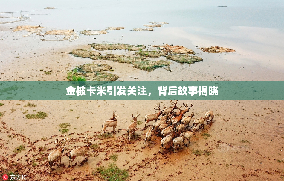 金被卡米引发关注，背后故事揭晓