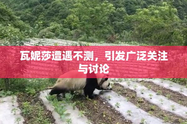 瓦妮莎遭遇不测，引发广泛关注与讨论