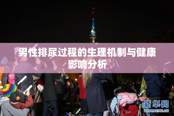 男性排尿过程的生理机制与健康影响分析