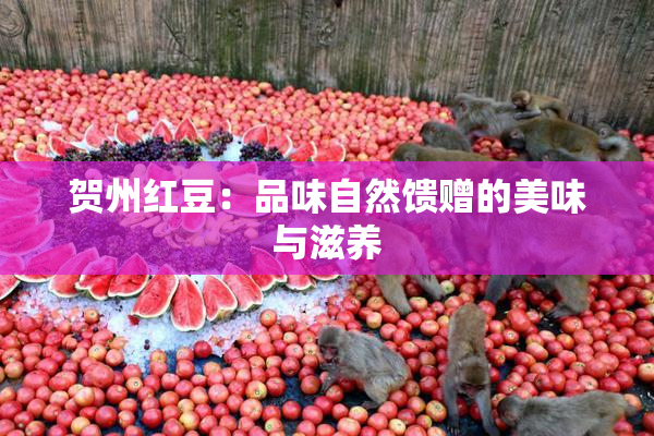 贺州红豆：品味自然馈赠的美味与滋养