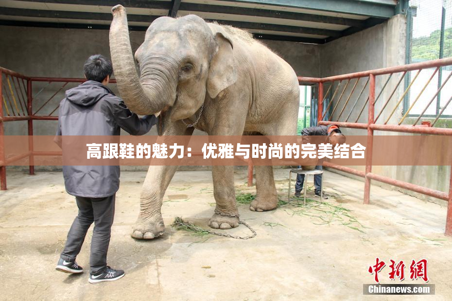 高跟鞋的魅力：优雅与时尚的完美结合