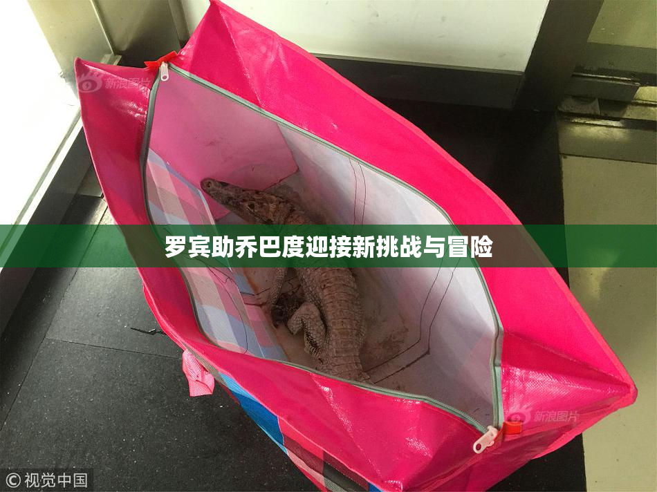 罗宾助乔巴度迎接新挑战与冒险