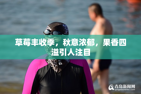草莓丰收季，秋意浓郁，果香四溢引人注目