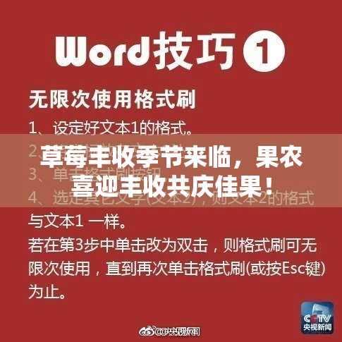 草莓丰收季节来临，果农喜迎丰收共庆佳果！