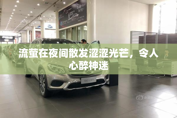 流萤在夜间散发涩涩光芒，令人心醉神迷