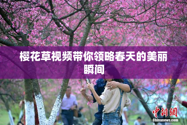 樱花草视频带你领略春天的美丽瞬间