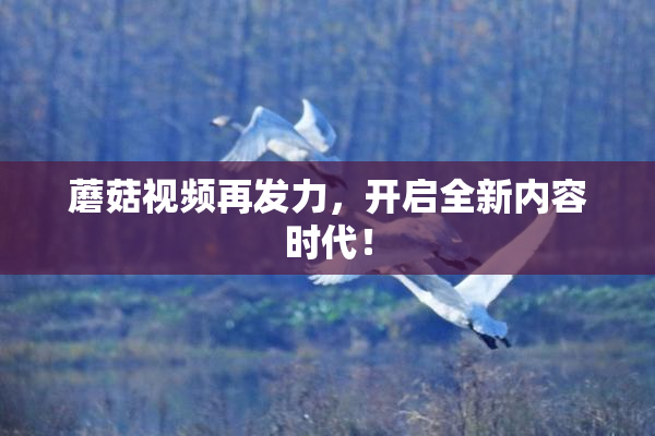 蘑菇视频再发力，开启全新内容时代！