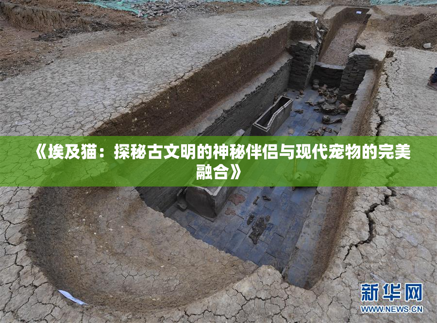 《埃及猫：探秘古文明的神秘伴侣与现代宠物的完美融合》