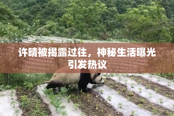 许晴被揭露过往，神秘生活曝光引发热议