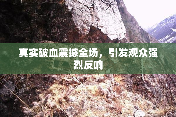 真实破血震撼全场，引发观众强烈反响