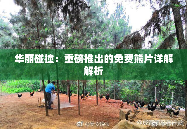 华丽碰撞：重磅推出的免费熊片详解解析
