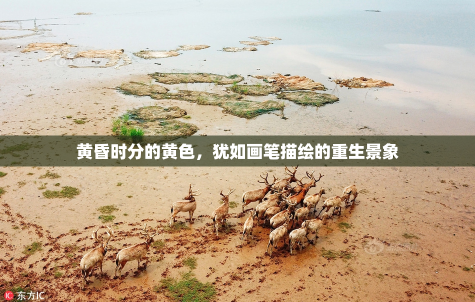 黄昏时分的黄色，犹如画笔描绘的重生景象