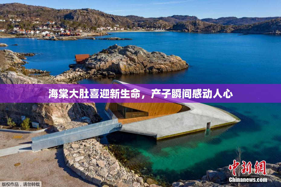 海棠大肚喜迎新生命，产子瞬间感动人心
