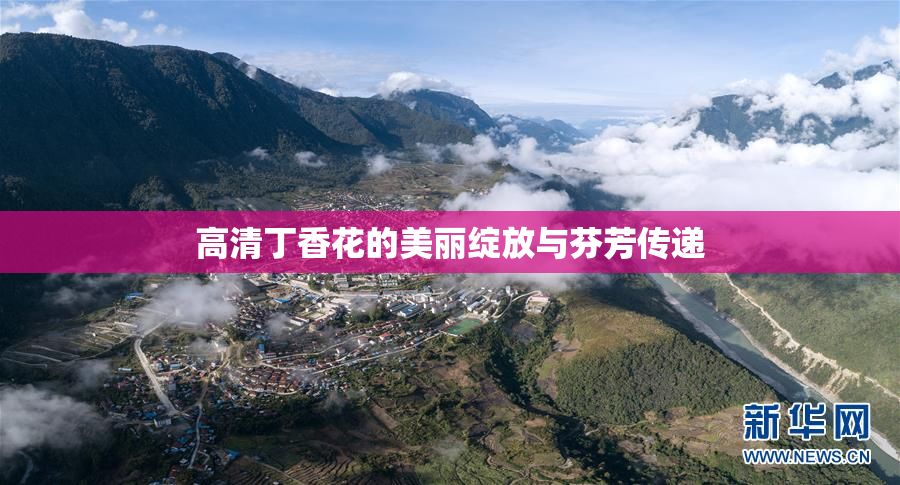 高清丁香花的美丽绽放与芬芳传递