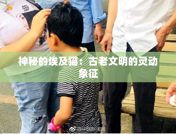 神秘的埃及猫：古老文明的灵动象征