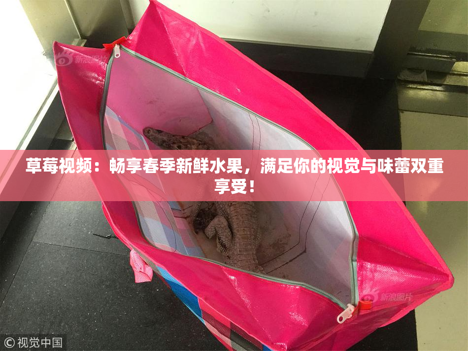 草莓视频：畅享春季新鲜水果，满足你的视觉与味蕾双重享受！