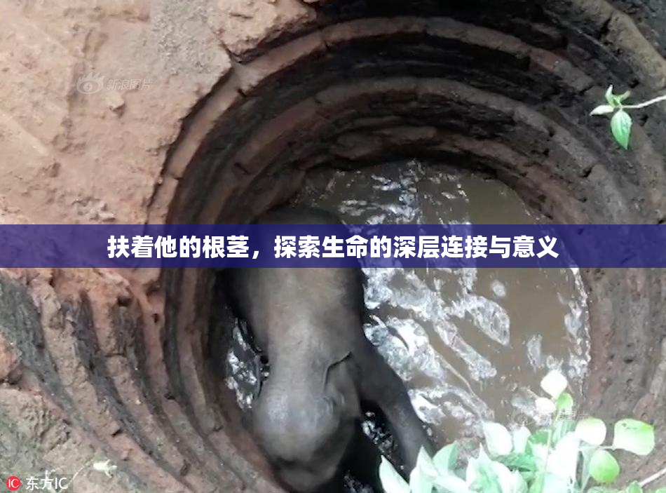 扶着他的根茎，探索生命的深层连接与意义
