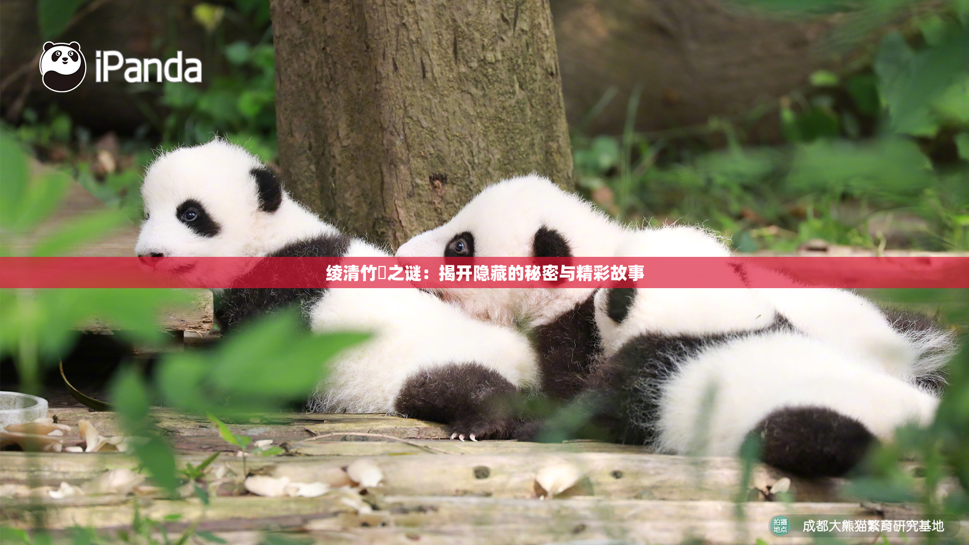 绫清竹婬之谜：揭开隐藏的秘密与精彩故事