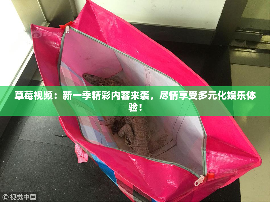 草莓视频：新一季精彩内容来袭，尽情享受多元化娱乐体验！