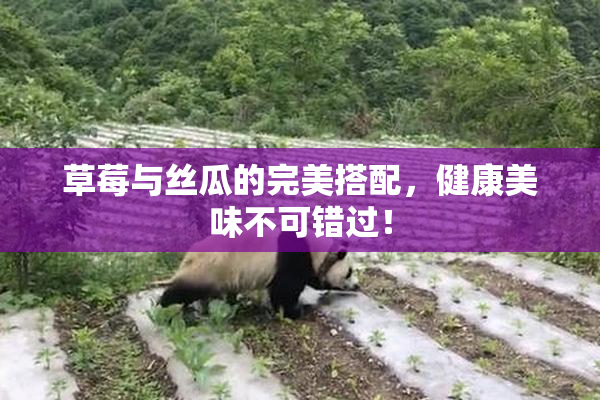 草莓与丝瓜的完美搭配，健康美味不可错过！
