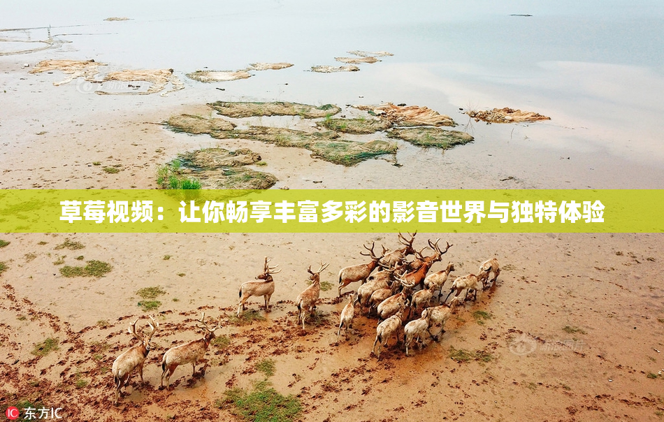草莓视频：让你畅享丰富多彩的影音世界与独特体验