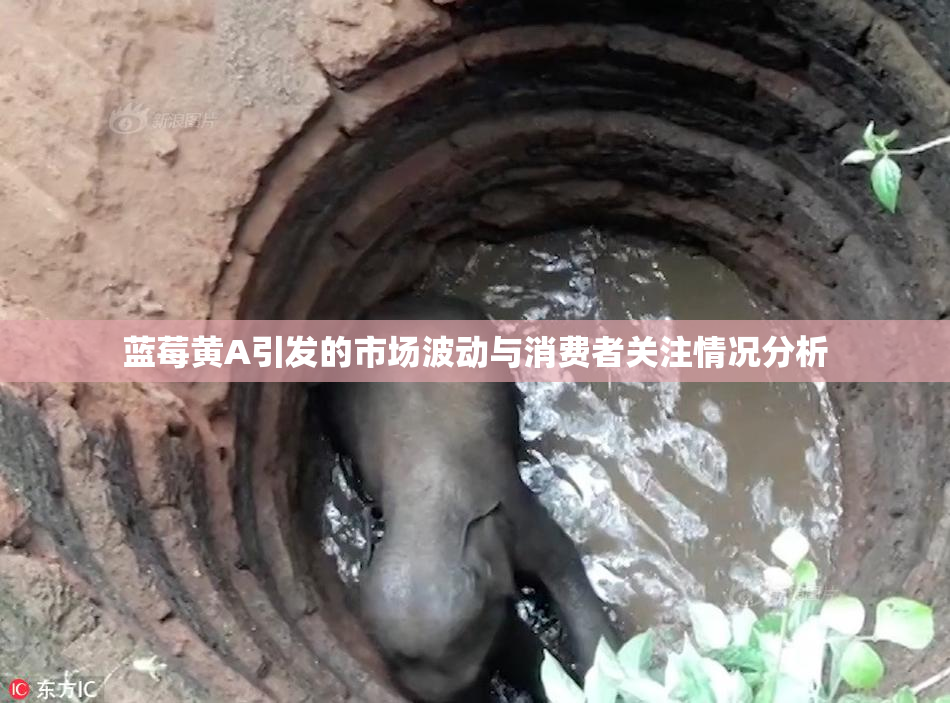 蓝莓黄A引发的市场波动与消费者关注情况分析