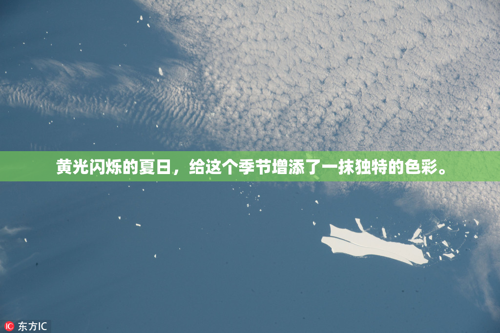 黄光闪烁的夏日，给这个季节增添了一抹独特的色彩。