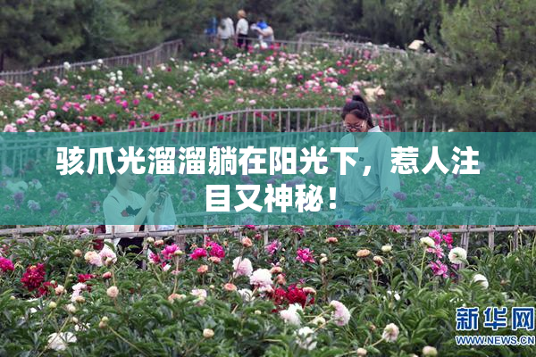 骇爪光溜溜躺在阳光下，惹人注目又神秘！
