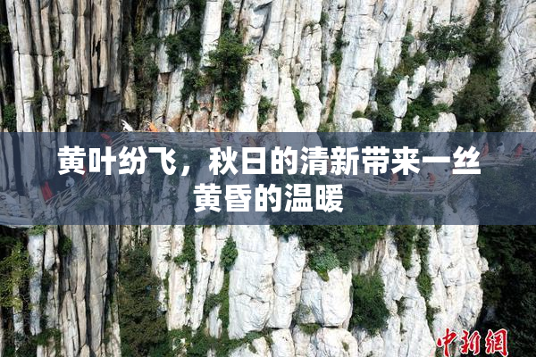 黄叶纷飞，秋日的清新带来一丝黄昏的温暖