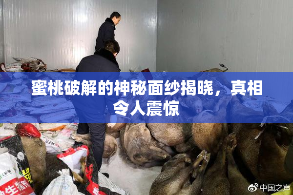 蜜桃破解的神秘面纱揭晓，真相令人震惊