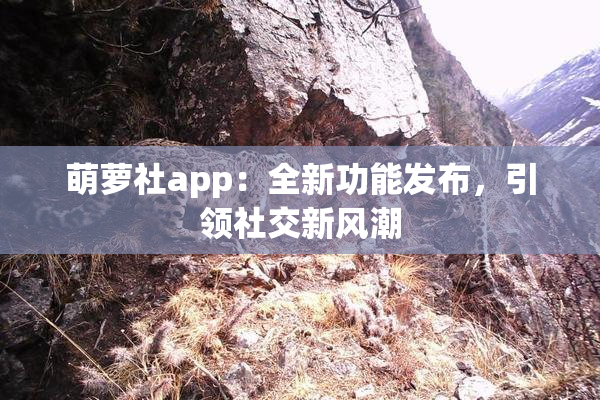 萌萝社app：全新功能发布，引领社交新风潮