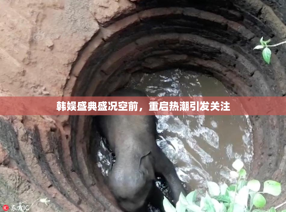 韩娱盛典盛况空前，重启热潮引发关注