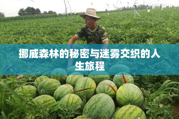挪威森林的秘密与迷雾交织的人生旅程