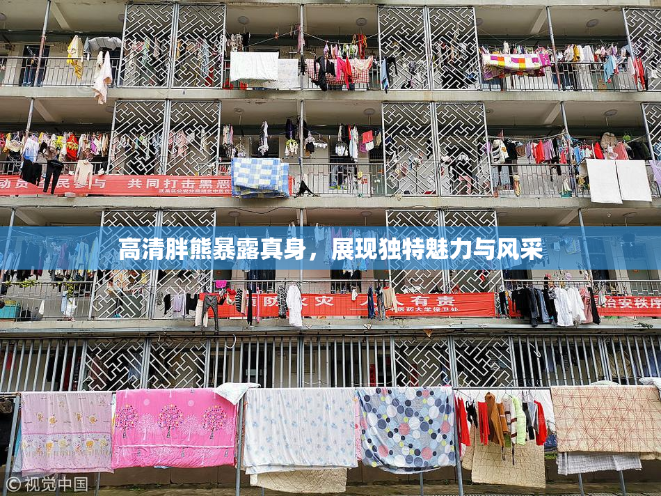 高清胖熊暴露真身，展现独特魅力与风采