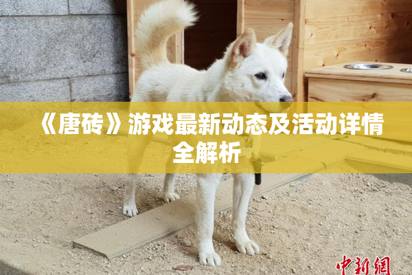 《唐砖》游戏最新动态及活动详情全解析