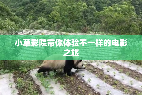 小草影院带你体验不一样的电影之旅