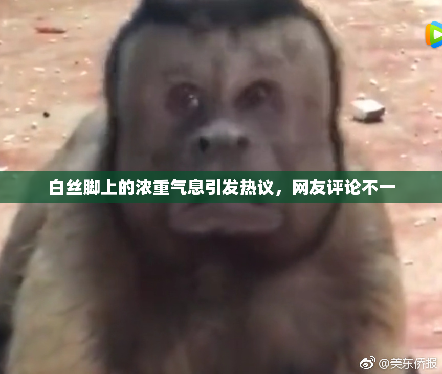 白丝脚上的浓重气息引发热议，网友评论不一