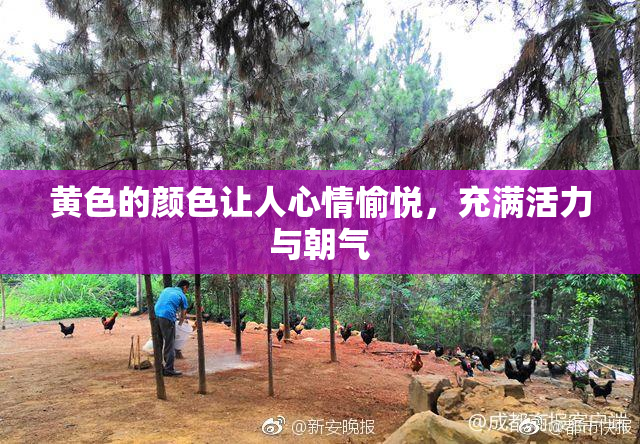 黄色的颜色让人心情愉悦，充满活力与朝气