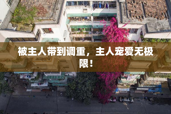 被主人带到调重，主人宠爱无极限！