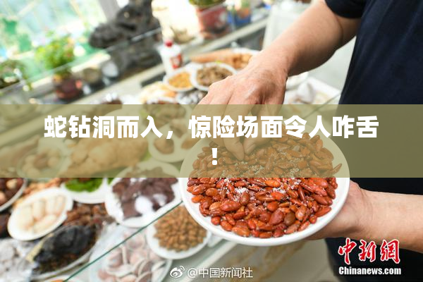 蛇钻洞而入，惊险场面令人咋舌！