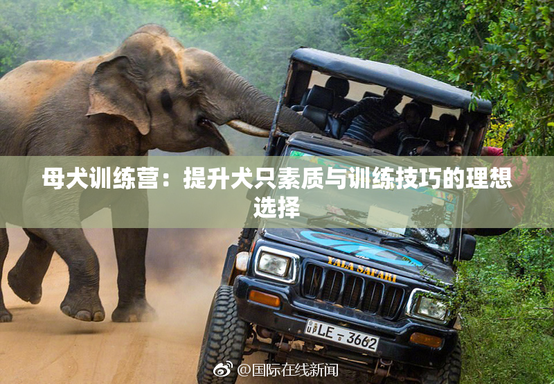 母犬训练营：提升犬只素质与训练技巧的理想选择