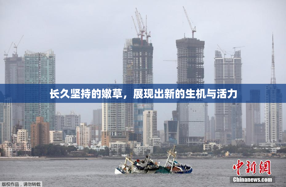 长久坚持的嫩草，展现出新的生机与活力