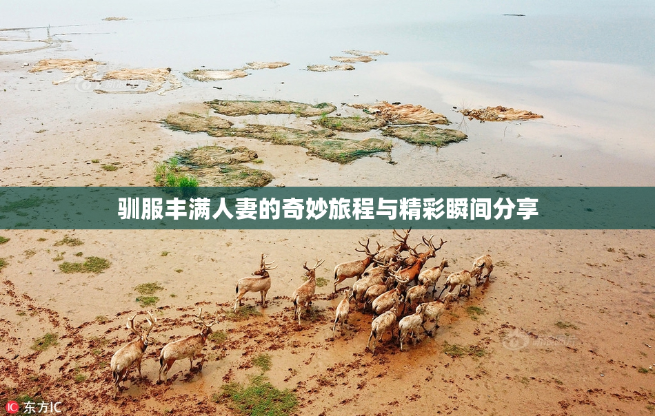 驯服丰满人妻的奇妙旅程与精彩瞬间分享