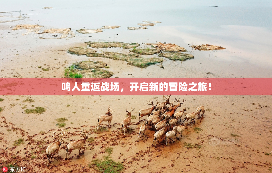 鸣人重返战场，开启新的冒险之旅！