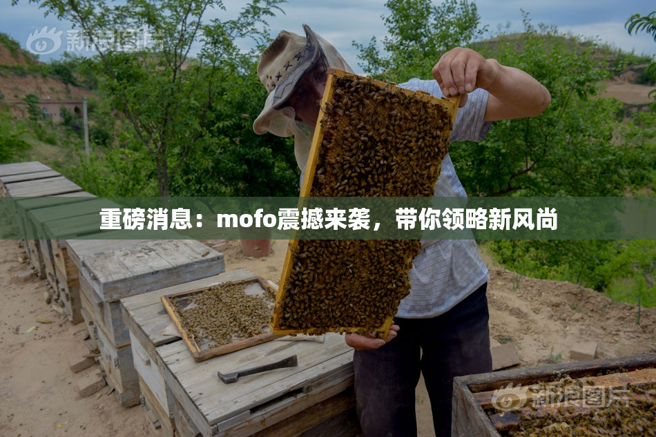 重磅消息：mofo震撼来袭，带你领略新风尚